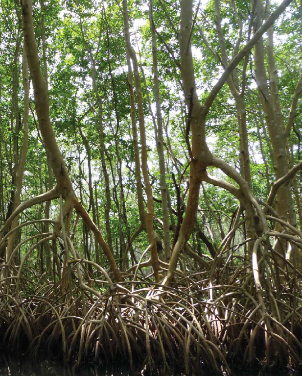 Acheter racine de mangrove